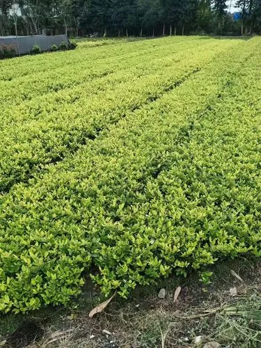 网球拍单人和双人哪个好